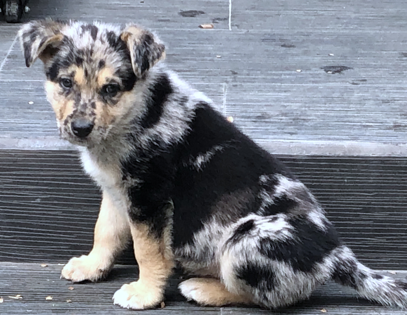 German shepherd hot sale x dalmation